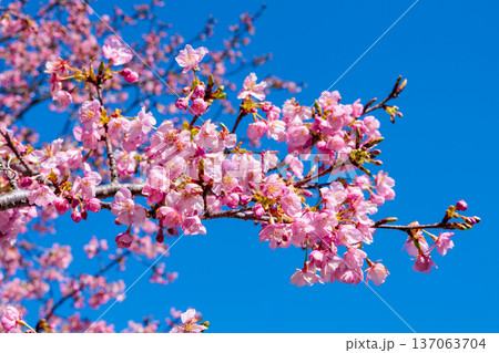 早春の青空背景で咲く美しい河津桜のクローズアップ 早春の青空背景で咲く美しい河津桜のクローズアップ 137063704
