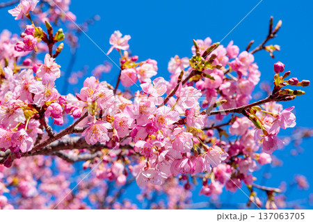 早春の青空背景で咲く美しい河津桜のクローズアップ 早春の青空背景で咲く美しい河津桜のクローズアップ 137063705