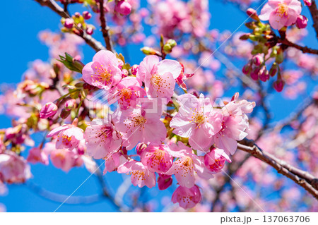 早春の青空背景で咲く美しい河津桜のクローズアップ 早春の青空背景で咲く美しい河津桜のクローズアップ 137063706