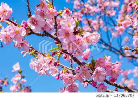 早春の青空背景で咲く美しい河津桜のクローズアップ 早春の青空背景で咲く美しい河津桜のクローズアップ 137063707