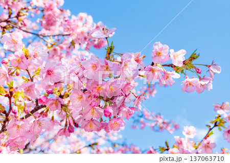 早春の青空背景で咲く美しい河津桜のクローズアップ 早春の青空背景で咲く美しい河津桜のクローズアップ 137063710