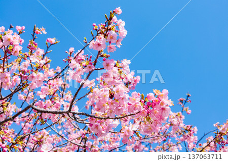 早春の青空背景で咲く美しい河津桜のクローズアップ 早春の青空背景で咲く美しい河津桜のクローズアップ 137063711