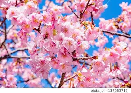 早春の青空背景で咲く美しい河津桜のクローズアップ 137063715