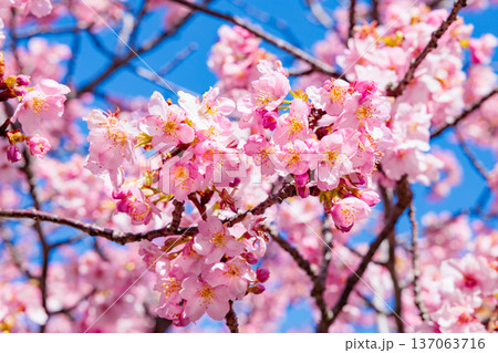 早春の青空背景で咲く美しい河津桜のクローズアップ 早春の青空背景で咲く美しい河津桜のクローズアップ 137063716