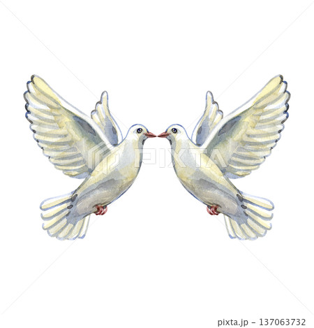 Elegant watercolor illustration of two white doves flying toward each other. This symbolic bird composition represents peace, love, and purity, making it perfect for wedding designs and spiritual Elegant watercolor illustration of two white doves flying toward each other. This symbolic bird composition represents peace, love, and purity, making it perfect for wedding designs and spiritual 137063732