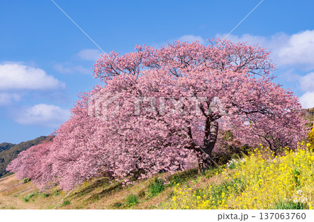 早春の川端で咲く菜の花と美しい河津桜 早春の川端で咲く菜の花と美しい河津桜 137063760