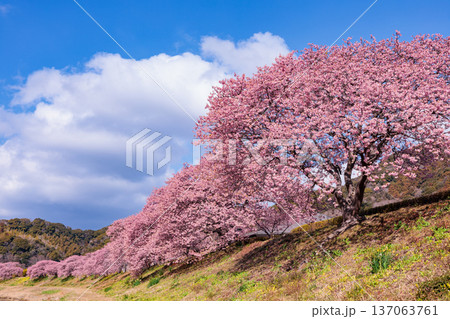 早春の川端で咲く菜の花と美しい河津桜 早春の川端で咲く菜の花と美しい河津桜 137063761