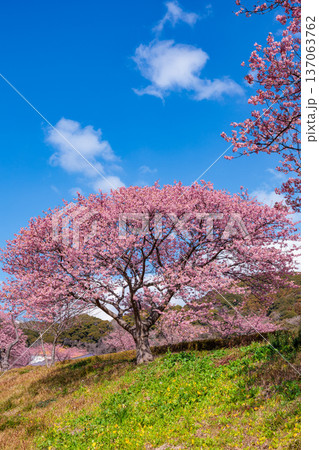 早春の川端で咲く菜の花と美しい河津桜 早春の川端で咲く菜の花と美しい河津桜 137063762