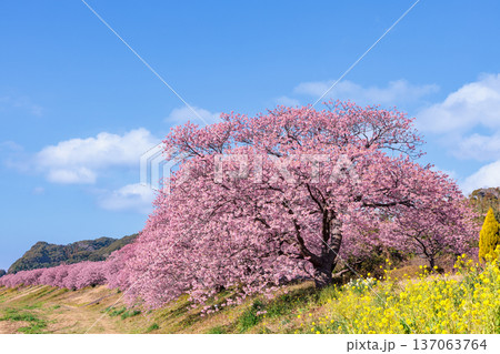 早春の川端で咲く菜の花と美しい河津桜 早春の川端で咲く菜の花と美しい河津桜 137063764