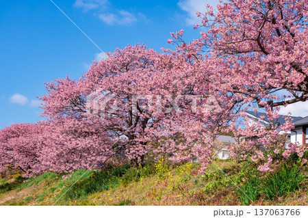早春の川端で咲く菜の花と美しい河津桜 早春の川端で咲く菜の花と美しい河津桜 137063766