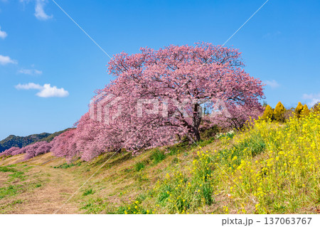 早春の川端で咲く菜の花と美しい河津桜 早春の川端で咲く菜の花と美しい河津桜 137063767