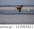 オジロワシ北海道 137063811