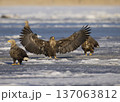 オジロワシ北海道 137063812