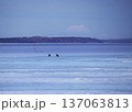 オジロワシ北海道 137063813