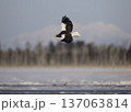 オオワシ北海道 137063814