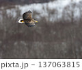 オジロワシ北海道 137063815