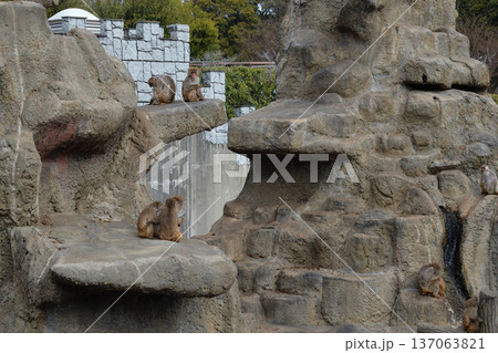 市川市動植物園、猿山 市川市動植物園、猿山 137063821