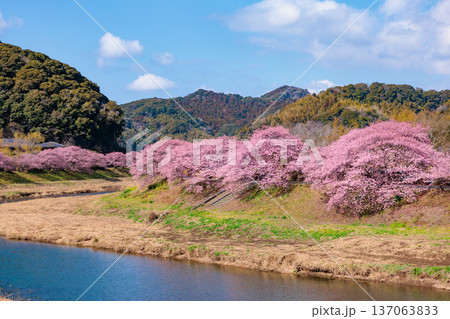 早春の川端で咲く美しい河津桜 137063833