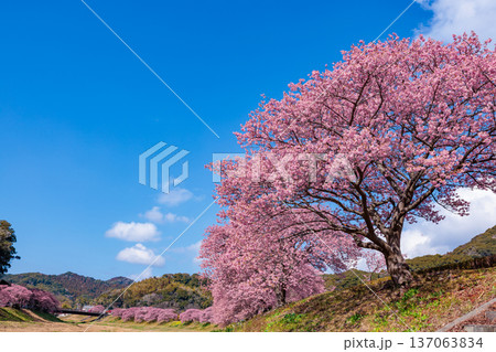 早春の川端で咲く美しい河津桜 早春の川端で咲く美しい河津桜 137063834