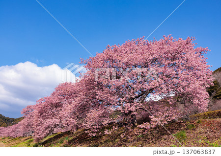 早春の川端で咲く美しい河津桜 137063837