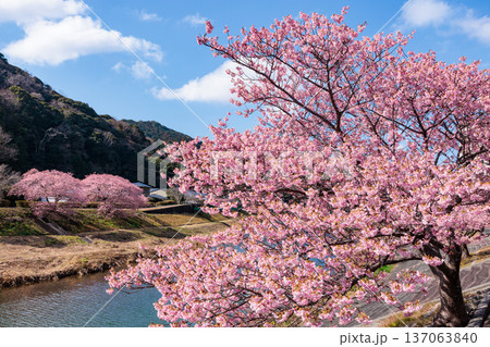 早春の川端で咲く美しい河津桜 早春の川端で咲く美しい河津桜 137063840