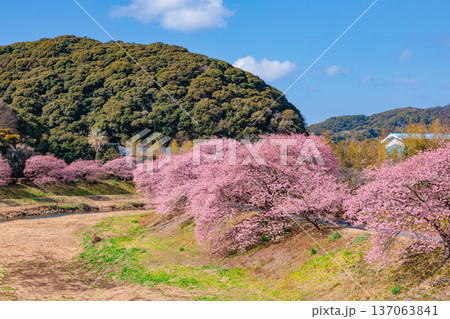 早春の川端で咲く美しい河津桜 早春の川端で咲く美しい河津桜 137063841