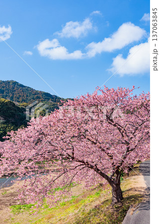 早春の川端で咲く美しい河津桜 早春の川端で咲く美しい河津桜 137063845