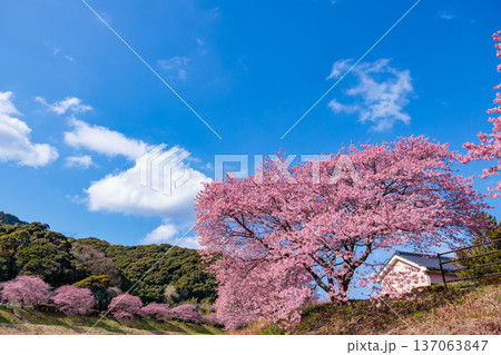 早春の川端で咲く美しい河津桜 早春の川端で咲く美しい河津桜 137063847