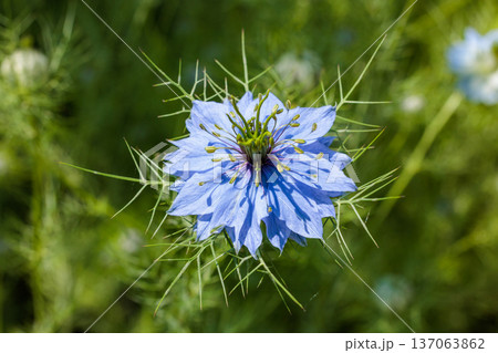ガーデンで咲く美しいブルーのニゲラの花のクローズアップ 137063862