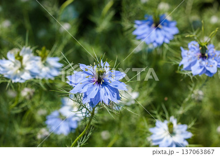 ガーデンで咲く美しいブルーのニゲラの花のクローズアップ 137063867