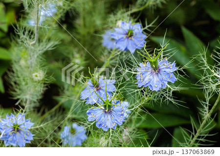 ガーデンで咲く美しいブルーのニゲラの花のクローズアップ ガーデンで咲く美しいブルーのニゲラの花のクローズアップ 137063869