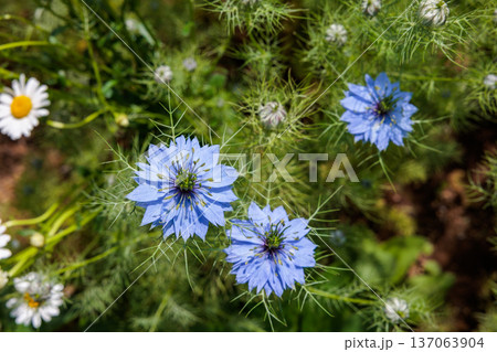 ガーデンで咲く美しいブルーのニゲラの花 ガーデンで咲く美しいブルーのニゲラの花 137063904
