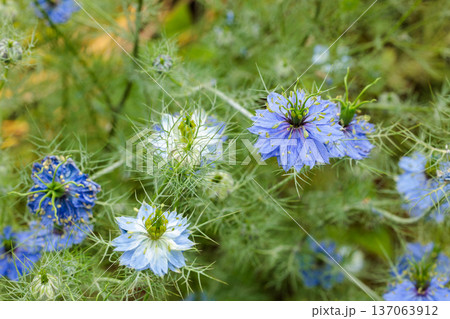ガーデンで咲く美しいブルーのニゲラの花 ガーデンで咲く美しいブルーのニゲラの花 137063912