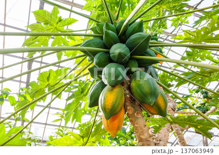 温室の中で育ったパパイヤの実 温室の中で育ったパパイヤの実 137063949