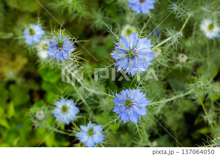 ガーデンで咲く美しいブルーのニゲラの花 ガーデンで咲く美しいブルーのニゲラの花 137064050