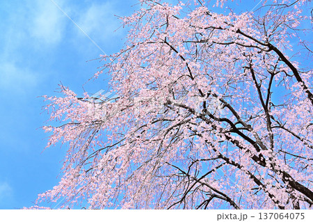青空に映える満開の枝垂れ桜 137064075