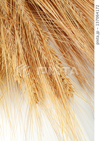 Dried wheat bundles arranged on a white surface for decoration or craft use Dried wheat bundles arranged on a white surface for decoration or craft use 137064172