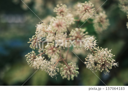 ウドの花 ウドの花 137064183