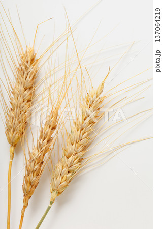 Wheat stalks arranged on a plain background showing their natural color and texture Wheat stalks arranged on a plain background showing their natural color and texture 137064219