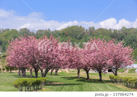 北海道洞爺湖町、桜に囲まれながら洞爺湖を望む洞爺桜公園さくらパークゴルフ場【5月】 137064274