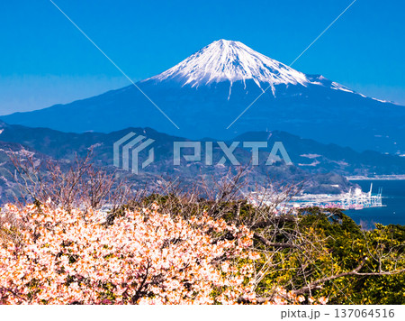 日本平から見た「雪のある富士山と河津桜」 日本平から見た「雪のある富士山と河津桜」 137064516