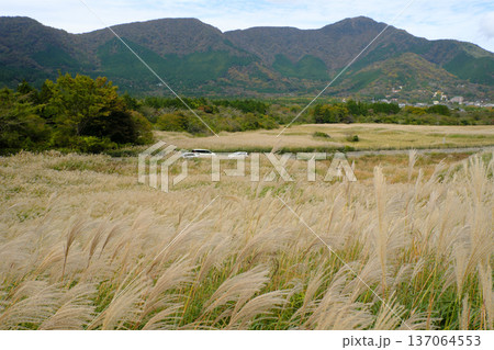 仙石原の風景 仙石原の風景 137064553