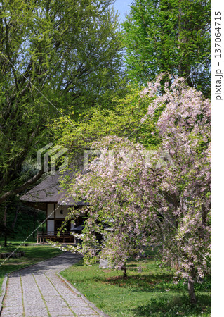北海道伊達市、新緑と花に包まれる有珠善光寺の境内【5月】 137064715