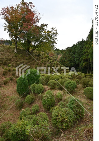 山中城 土塁 三島市 山中城 土塁 三島市 137064722