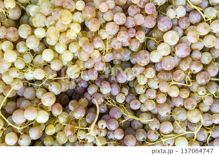 Top View of Ripe White Grapes for Premium Wine Production Top View of Ripe White Grapes for Premium Wine Production 137064747