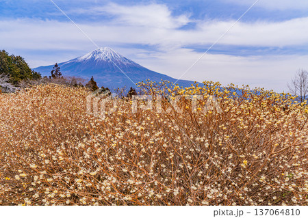 (静岡県)白糸自然公園のミツマタの花と富士山 (静岡県)白糸自然公園のミツマタの花と富士山 137064810