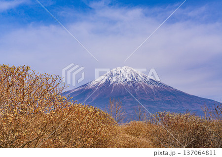 (静岡県)白糸自然公園のミツマタの花と富士山 (静岡県)白糸自然公園のミツマタの花と富士山 137064811