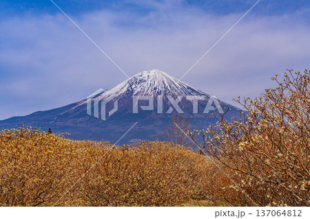 （静岡県）白糸自然公園のミツマタの花と富士山 137064812