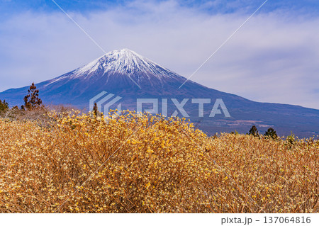 （静岡県）白糸自然公園のミツマタの花と富士山 137064816