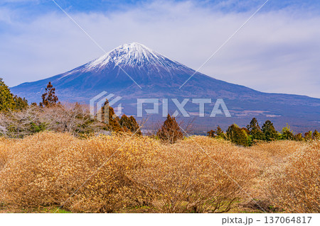 （静岡県）白糸自然公園のミツマタの花と富士山 137064817